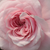 Roza - bela - Pokrovne vrtnice - Zemplén